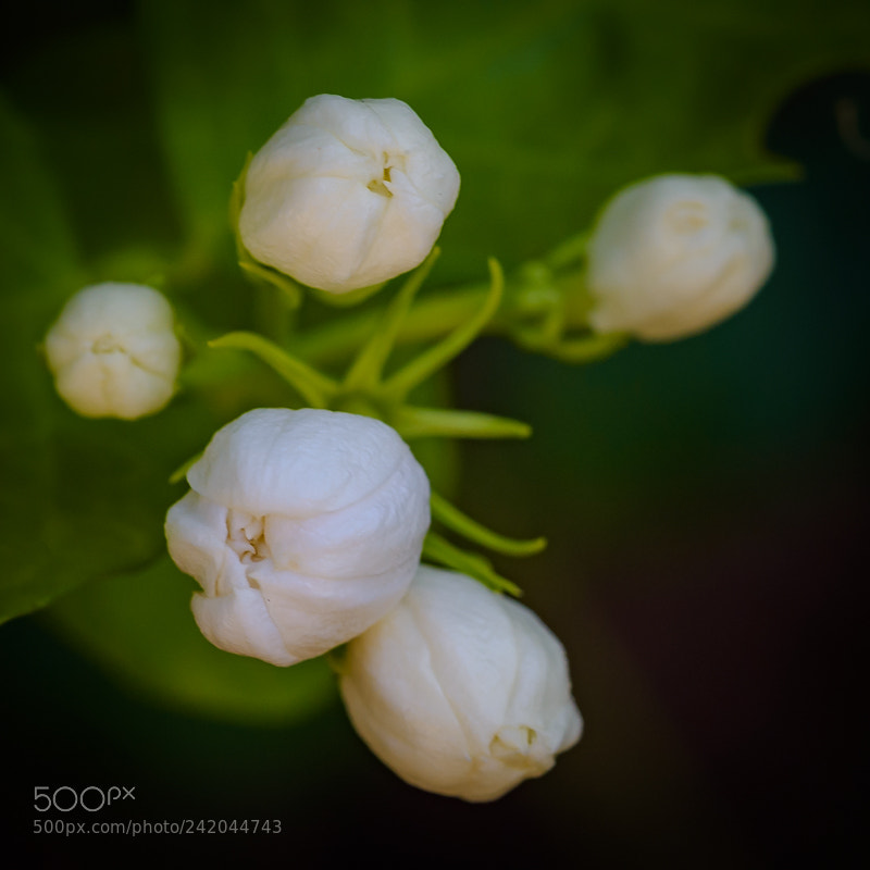 Nikon D7200 sample photo. Cluster photography