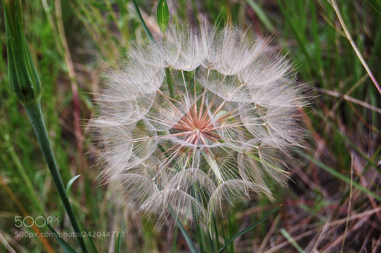 Nikon D40 sample photo. Desert flower 1 photography