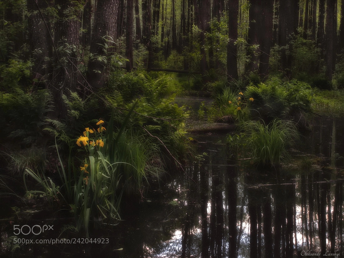 Olympus E-3 sample photo. Marsh beauties photography