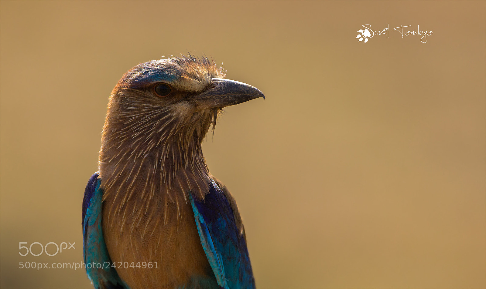 Canon EOS 60D sample photo. Indian roller photography