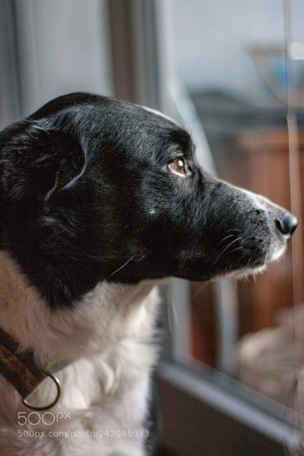 Canon EOS 1000D (EOS Digital Rebel XS / EOS Kiss F) sample photo. My dog „charlie“ photography