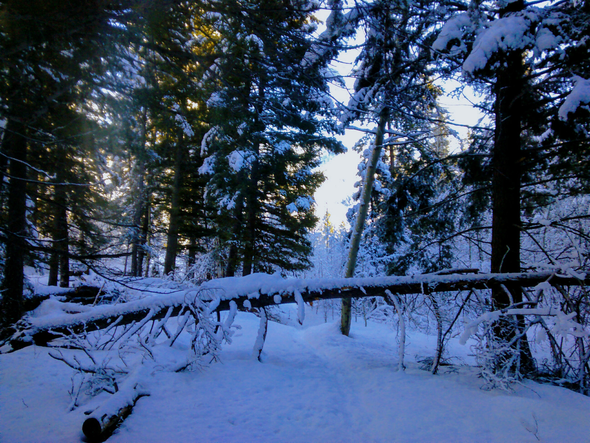 Motorola Moto G (1st Gen) sample photo. Alone with the pines and firs... photography