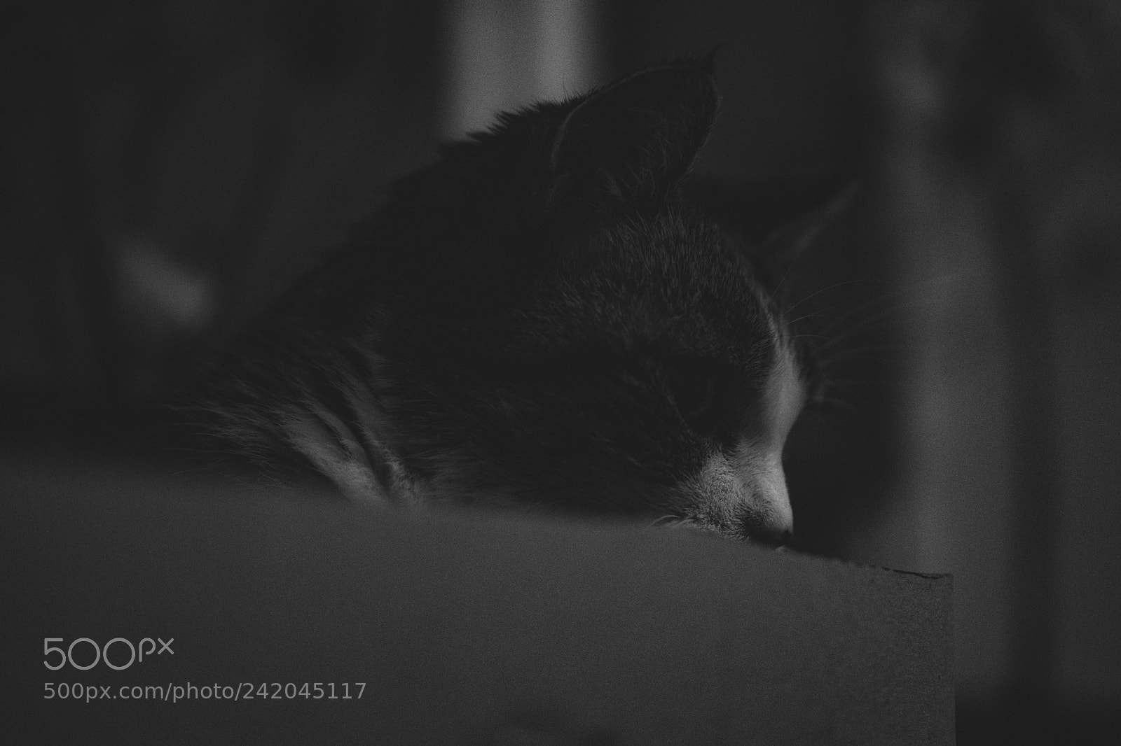 Fujifilm X-T2 sample photo. Gaja photography
