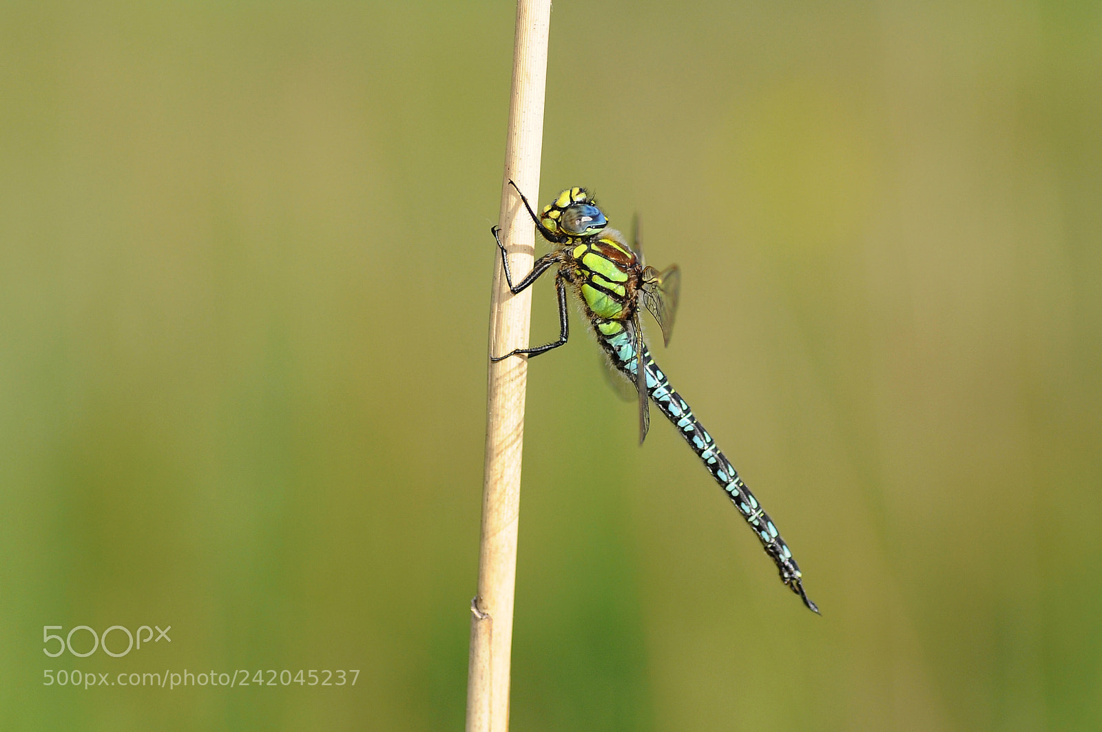 Nikon D90 sample photo. Hairy dragonfly (brachytron pratense) photography