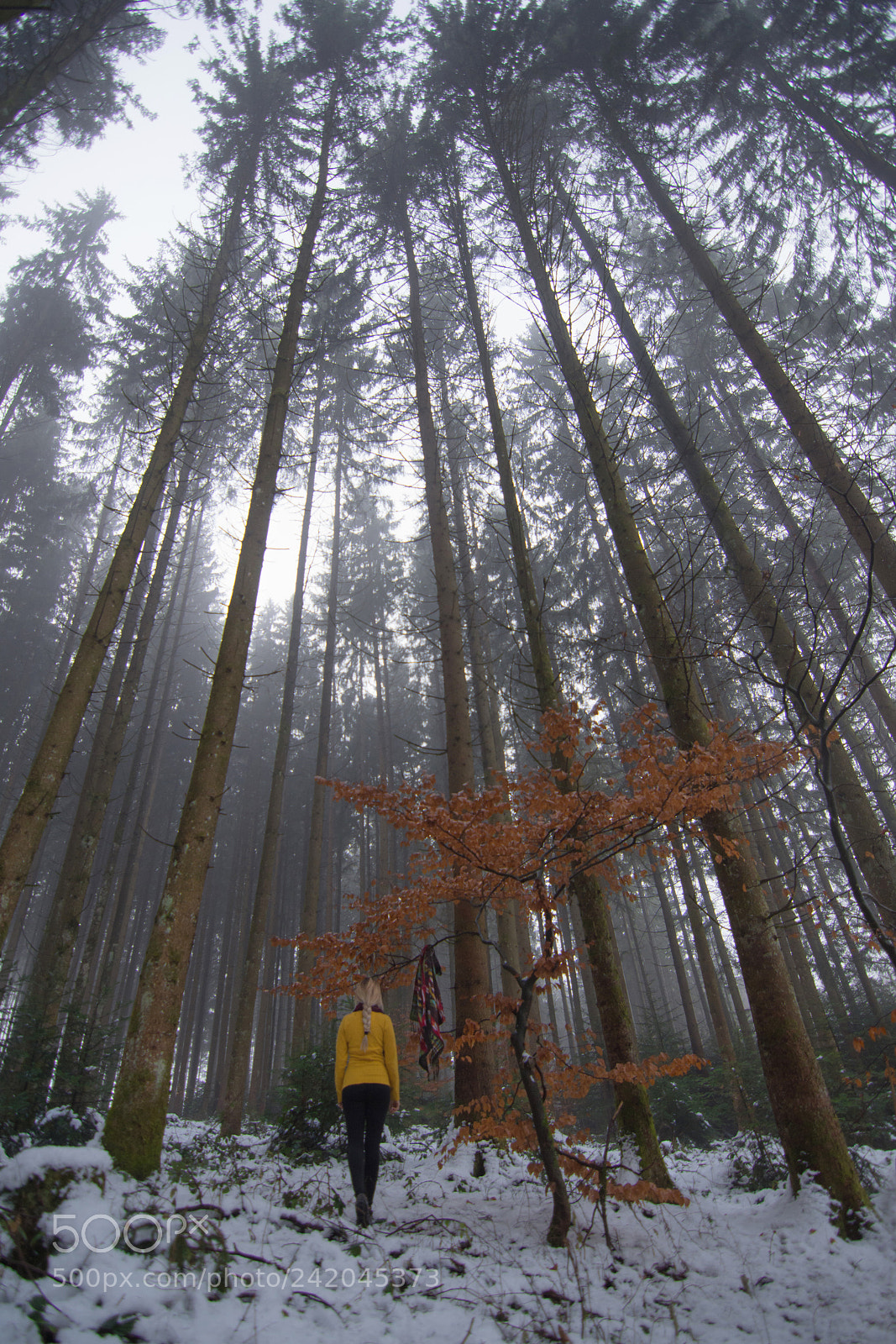 Nikon D7200 sample photo. Lost into the woods photography