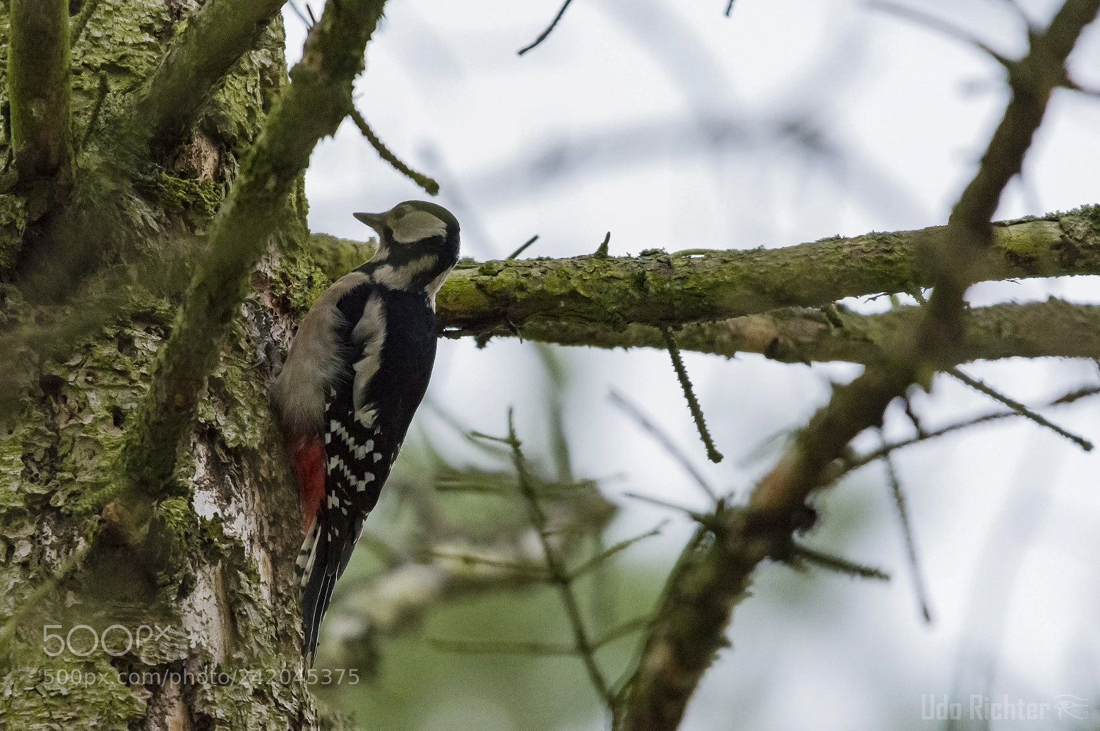 Nikon D7200 sample photo. 'great spotted woodpecker dendrocopos photography