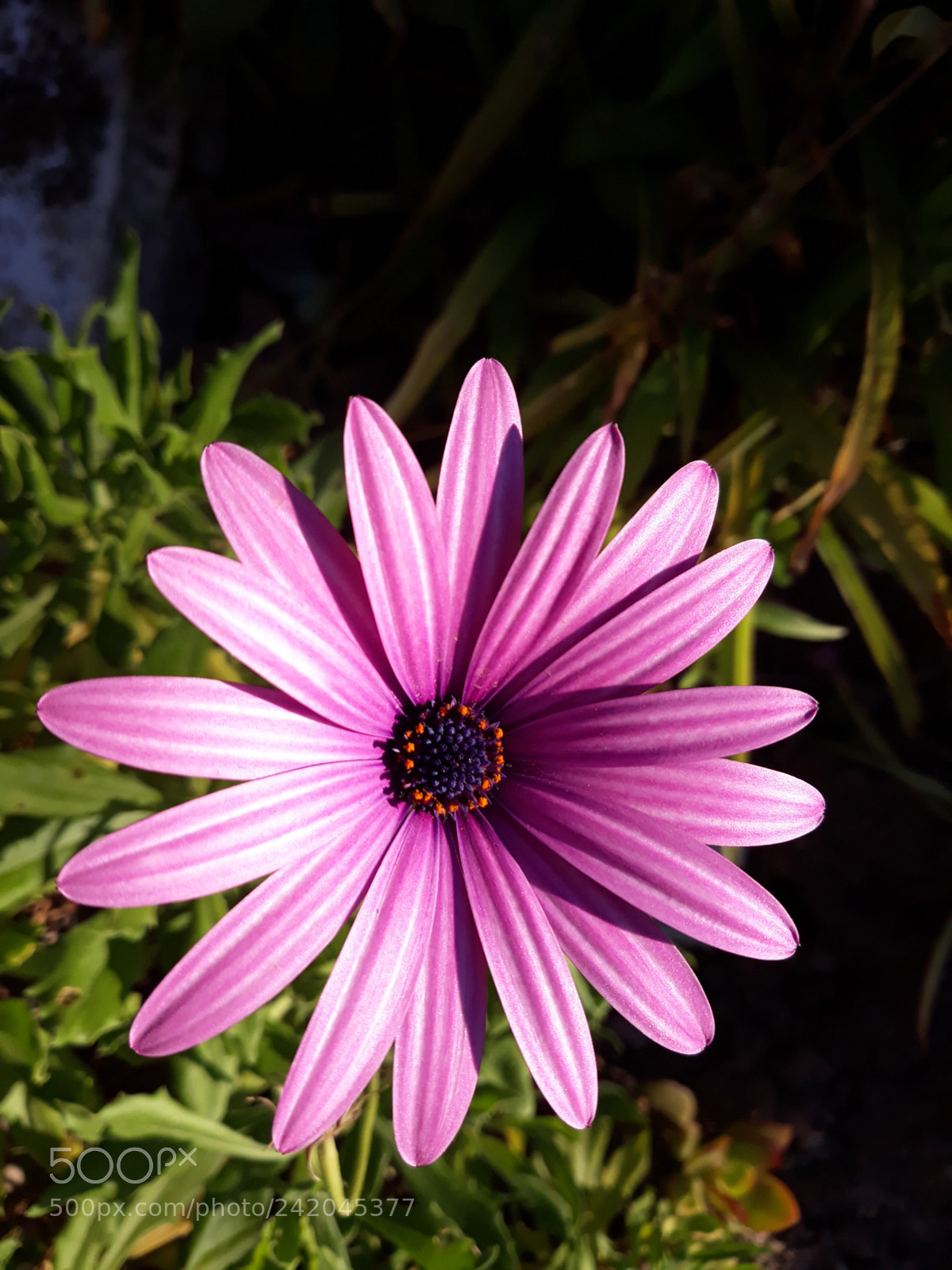 Samsung Galaxy J7 sample photo. Untitled photography