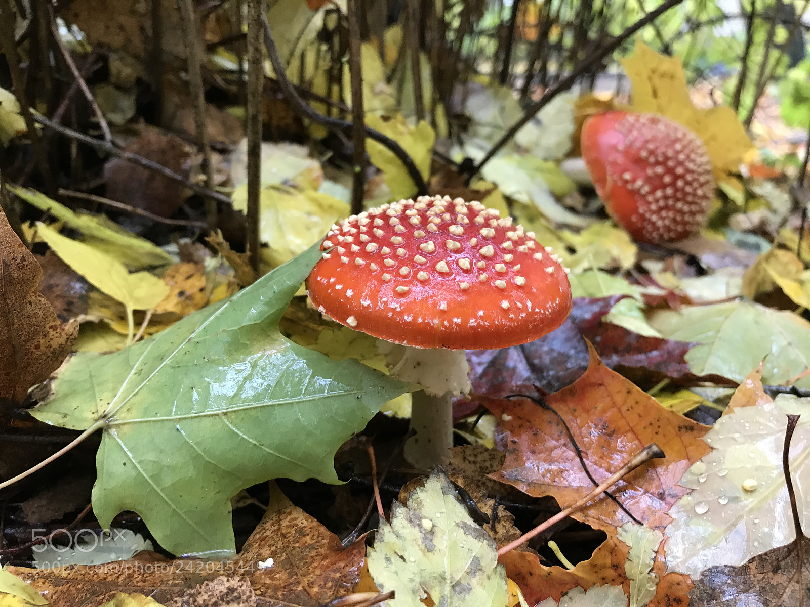 Apple iPhone 7 sample photo. Осень photography