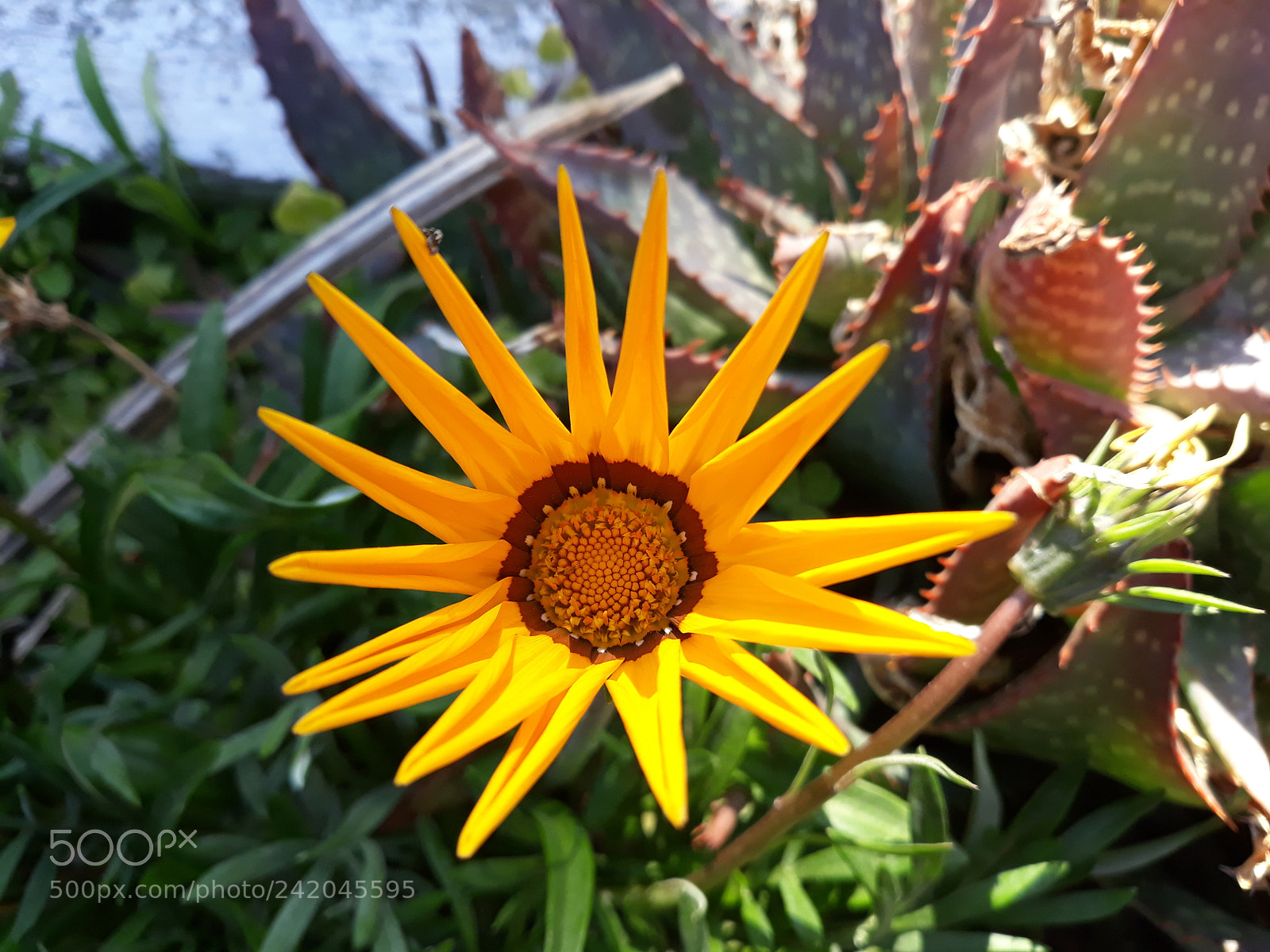Samsung Galaxy J7 sample photo. Untitled photography