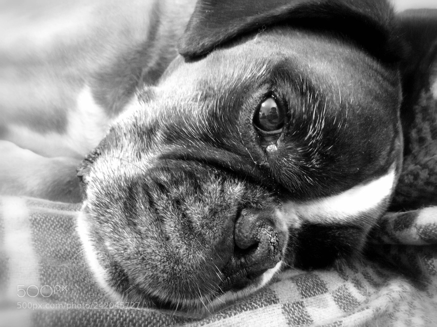 HUAWEI P10 sample photo. My sleeping buddy...... photography