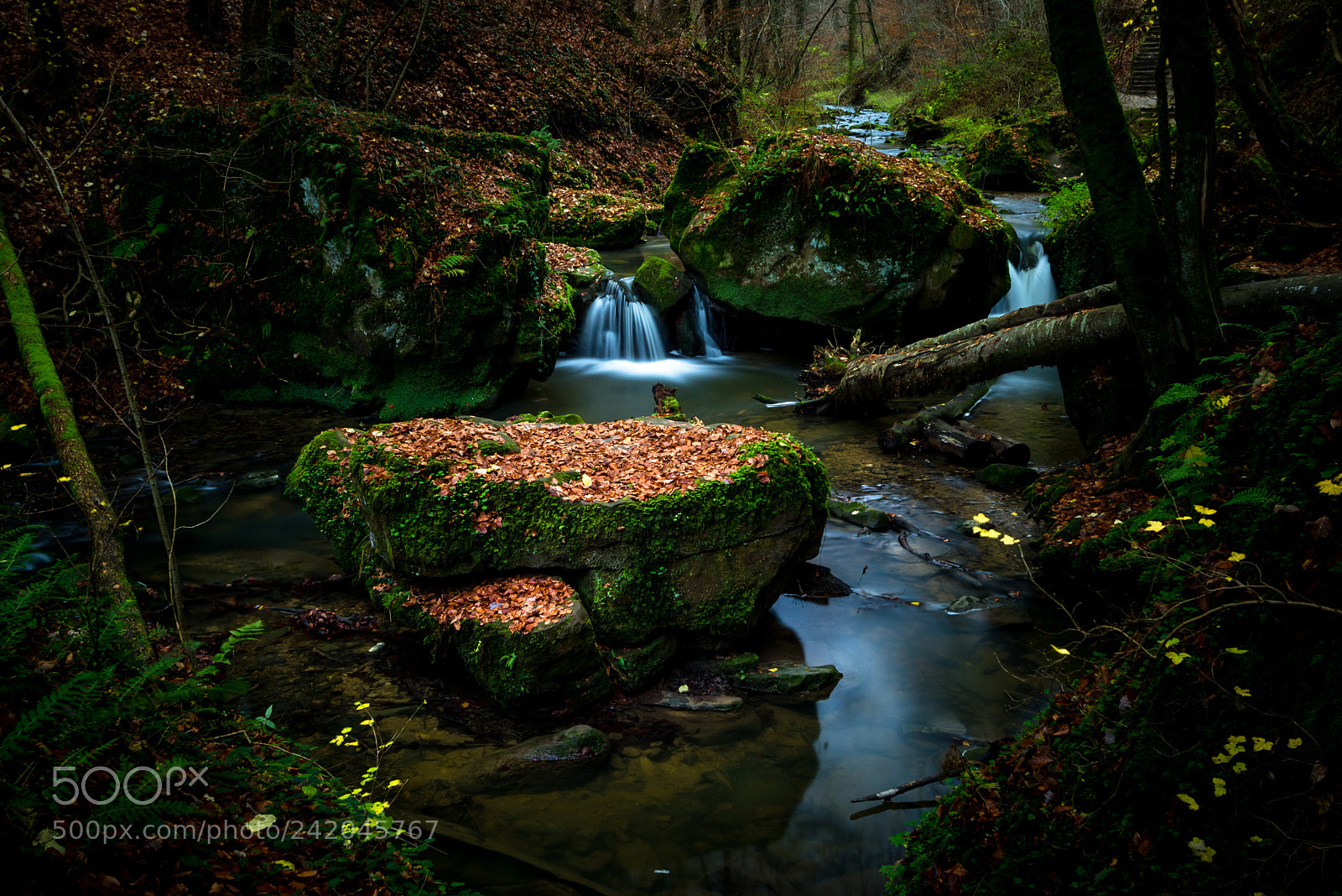 Canon EOS 750D (EOS Rebel T6i / EOS Kiss X8i) sample photo. Fairy tale forest photography