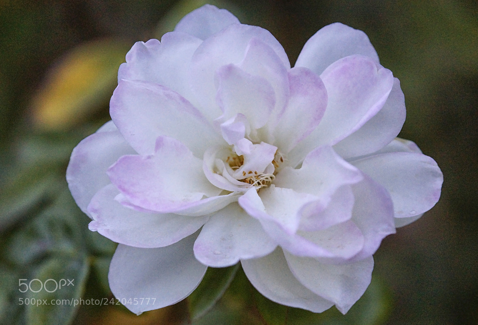 Sony SLT-A65 (SLT-A65V) sample photo. Winter rose photography