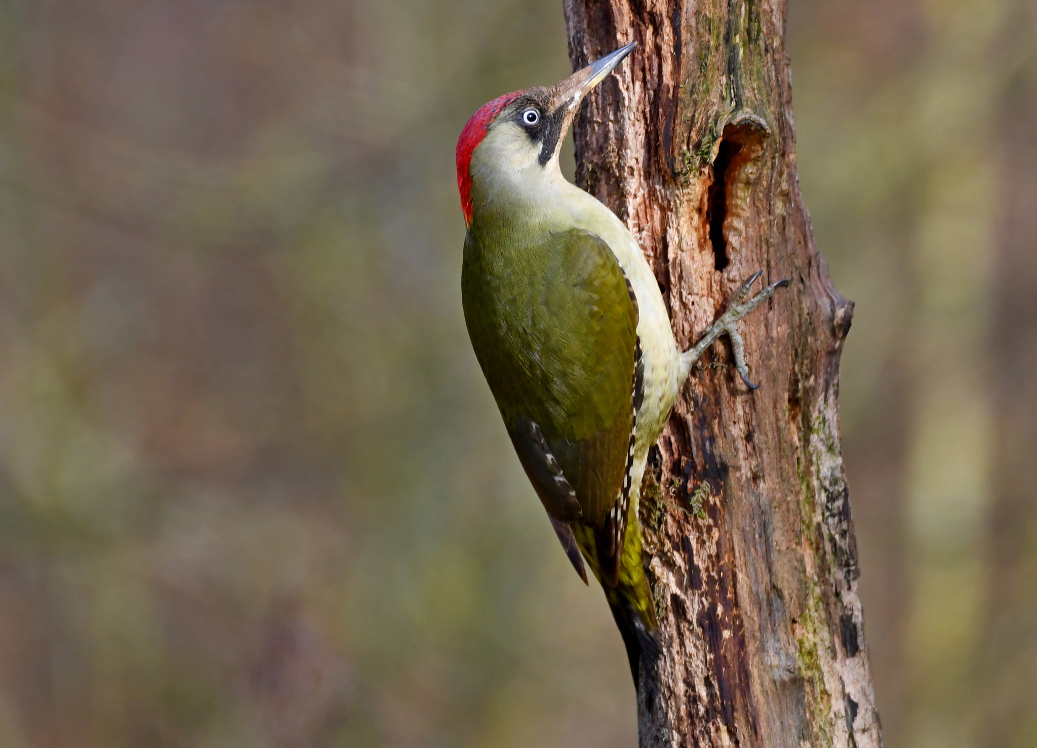 Nikon D500 sample photo. Green woodpecker photography