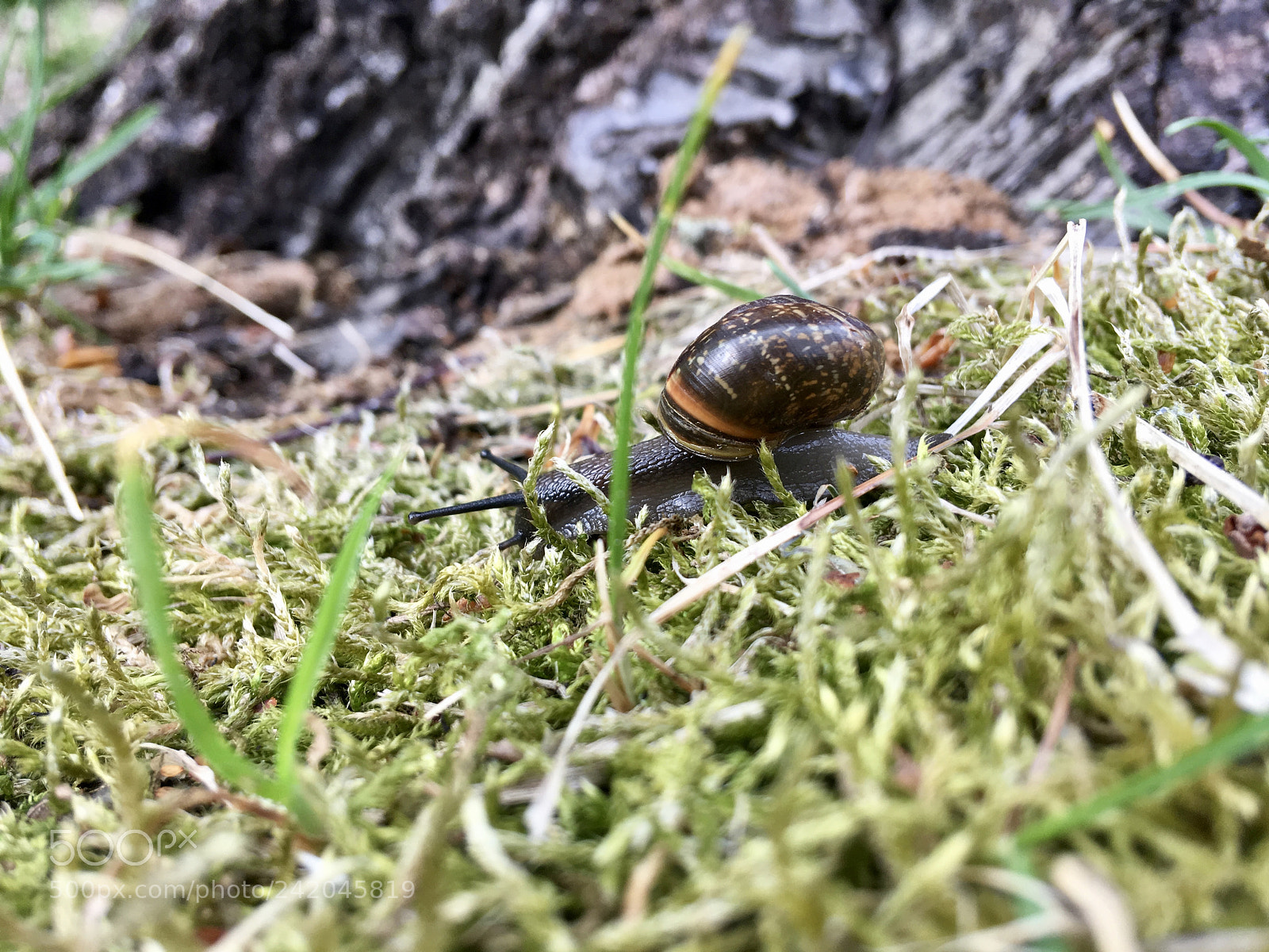Apple iPhone SE sample photo. Untitled photography