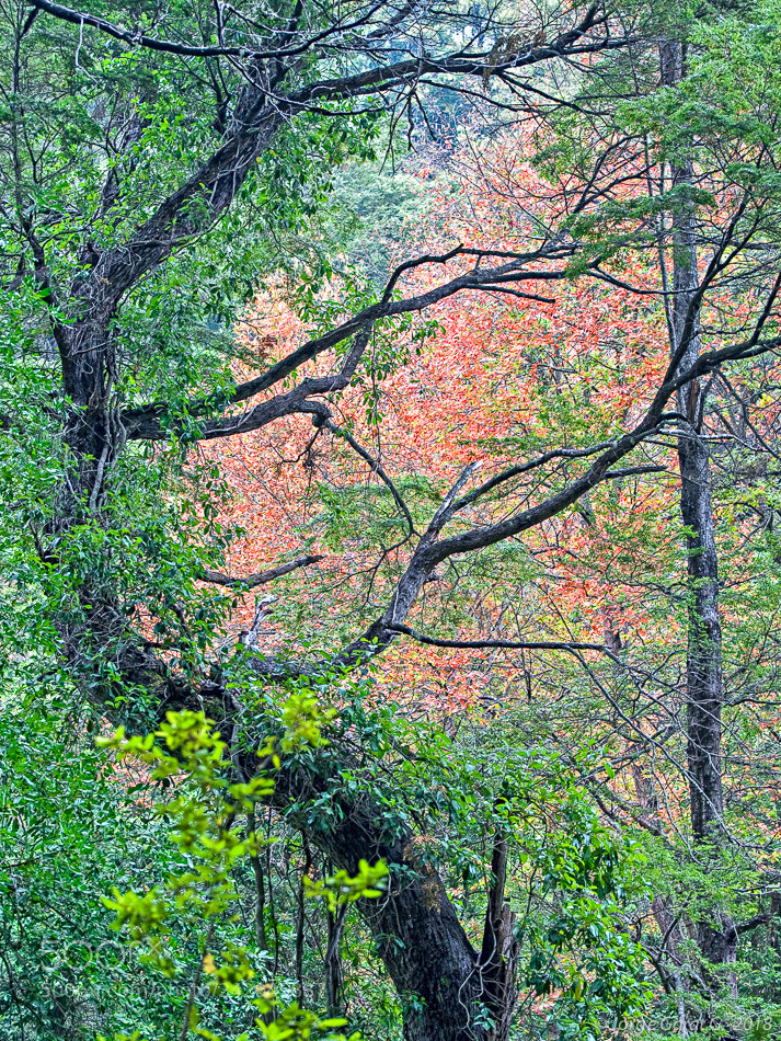 Nikon D700 sample photo. La invernada regi n photography