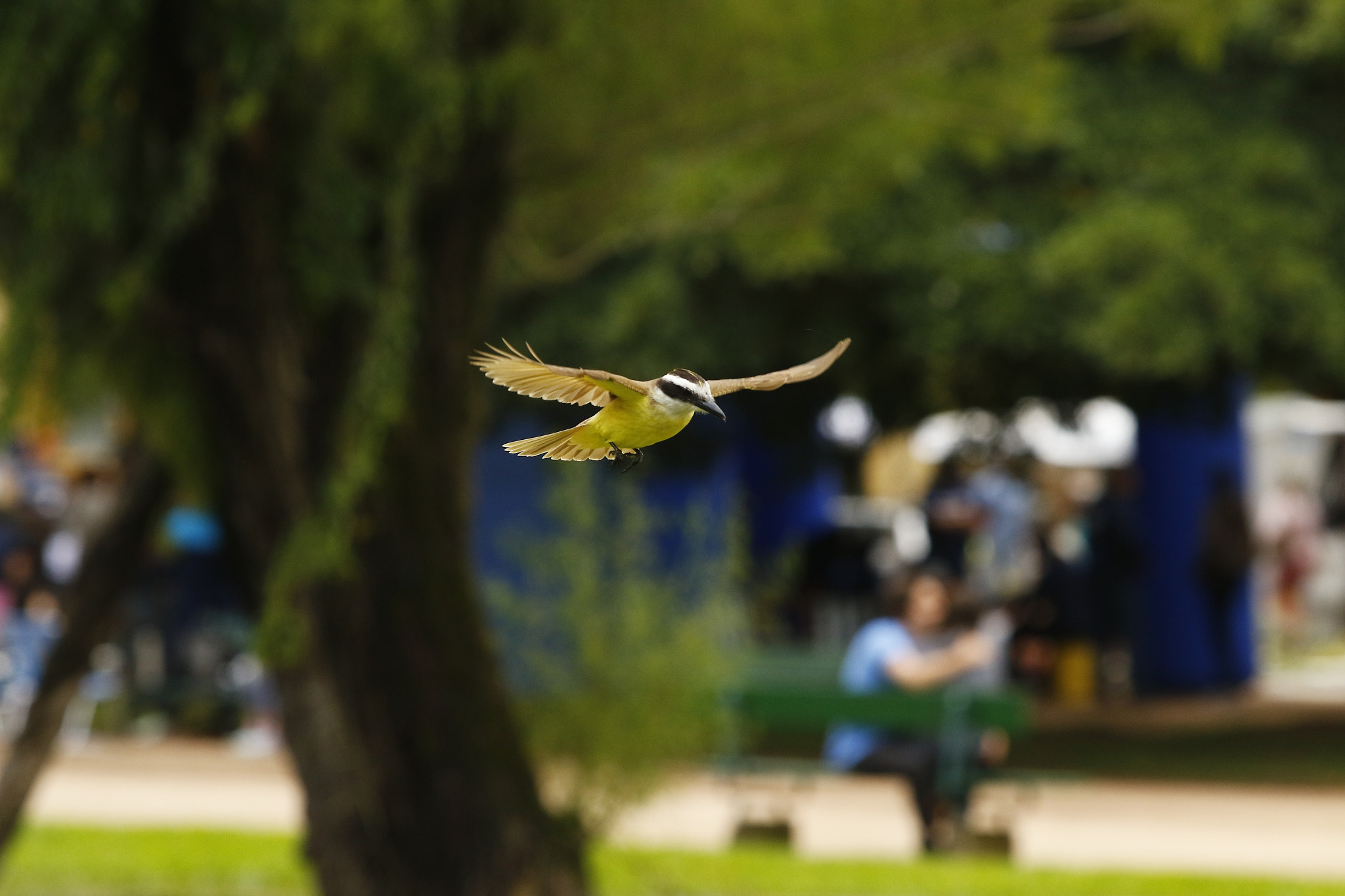 Canon EF 70-200mm F2.8L USM sample photo. Bem-te-vi photography