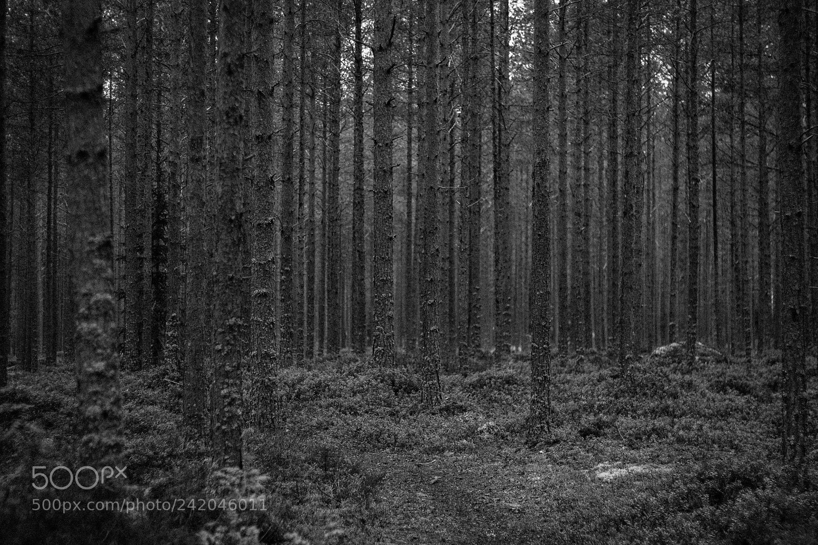 Canon EOS 450D (EOS Rebel XSi / EOS Kiss X2) sample photo. Forest mood photography
