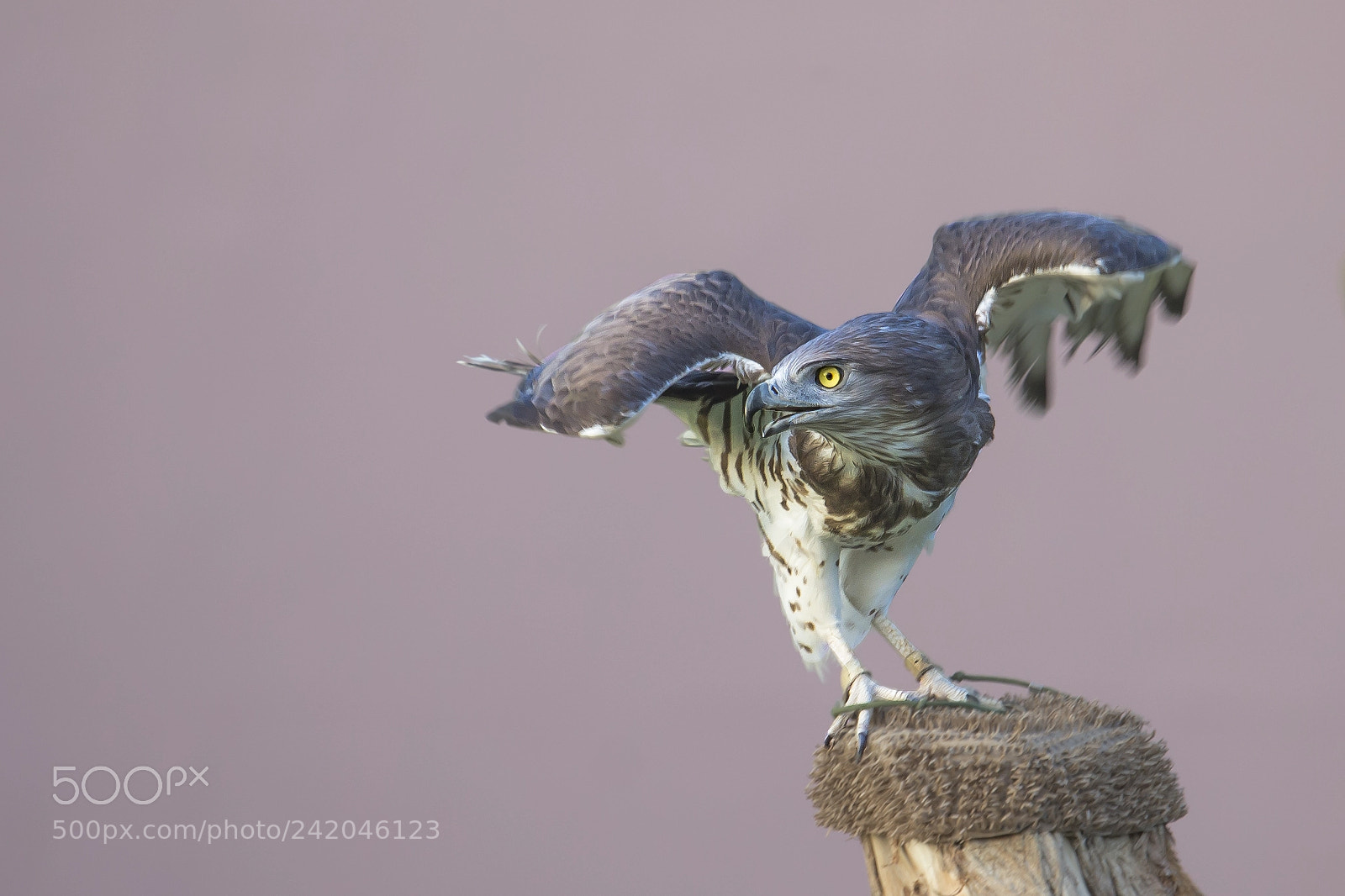 Canon EOS-1D X sample photo. Photo taken from birds photography