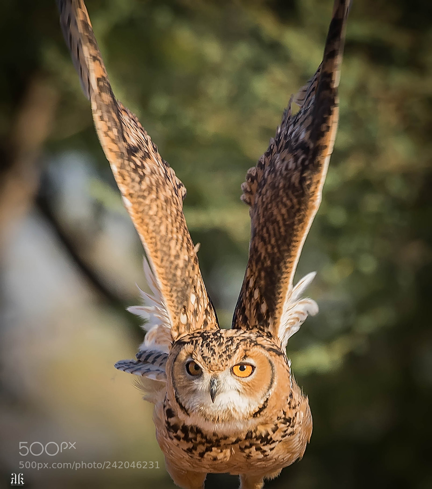 Nikon D7200 sample photo. 'take off'  eagle owl photography