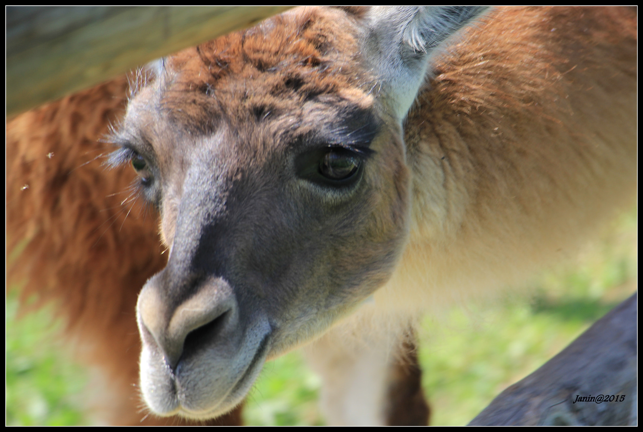Canon EOS 60D sample photo. Beautiful llama photography