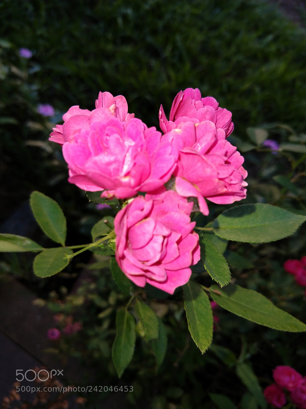 Motorola moto x4 sample photo. Untitled photography
