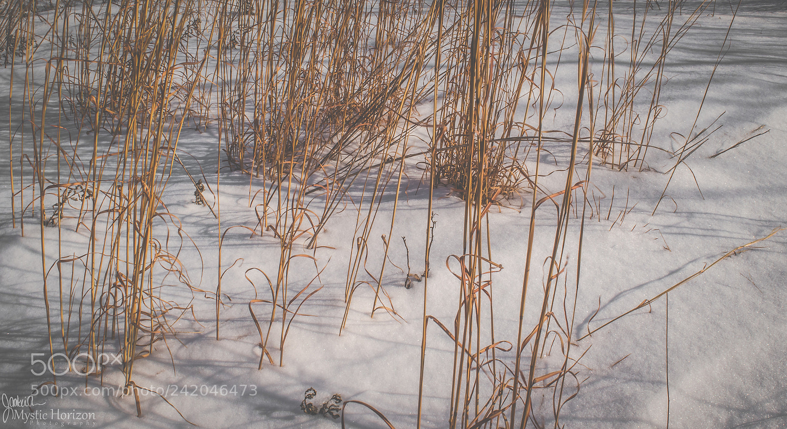 Nikon D5500 sample photo. Golden hour photography