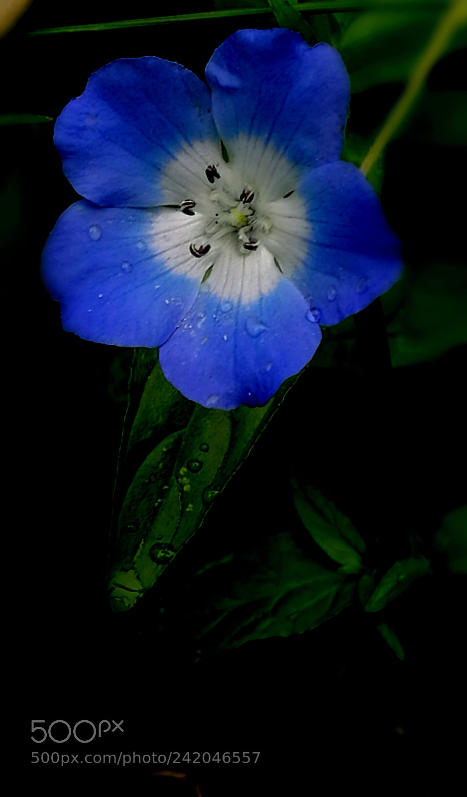 HUAWEI P9 sample photo. Untitled photography