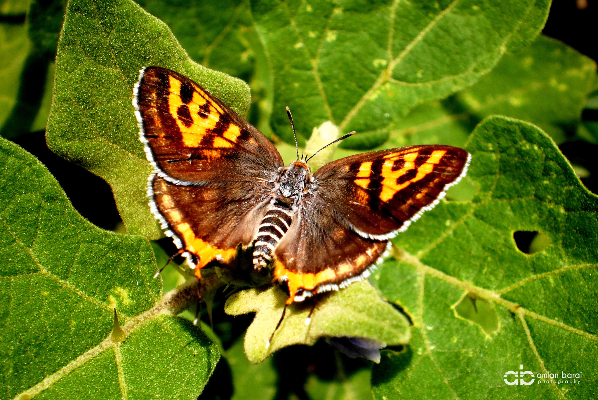 Olympus T105,T100,X36 sample photo. Common silverline butterfly (spindasis vulcanus) photography