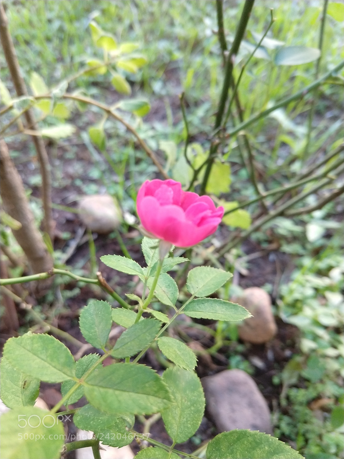 Motorola moto x4 sample photo. Untitled photography