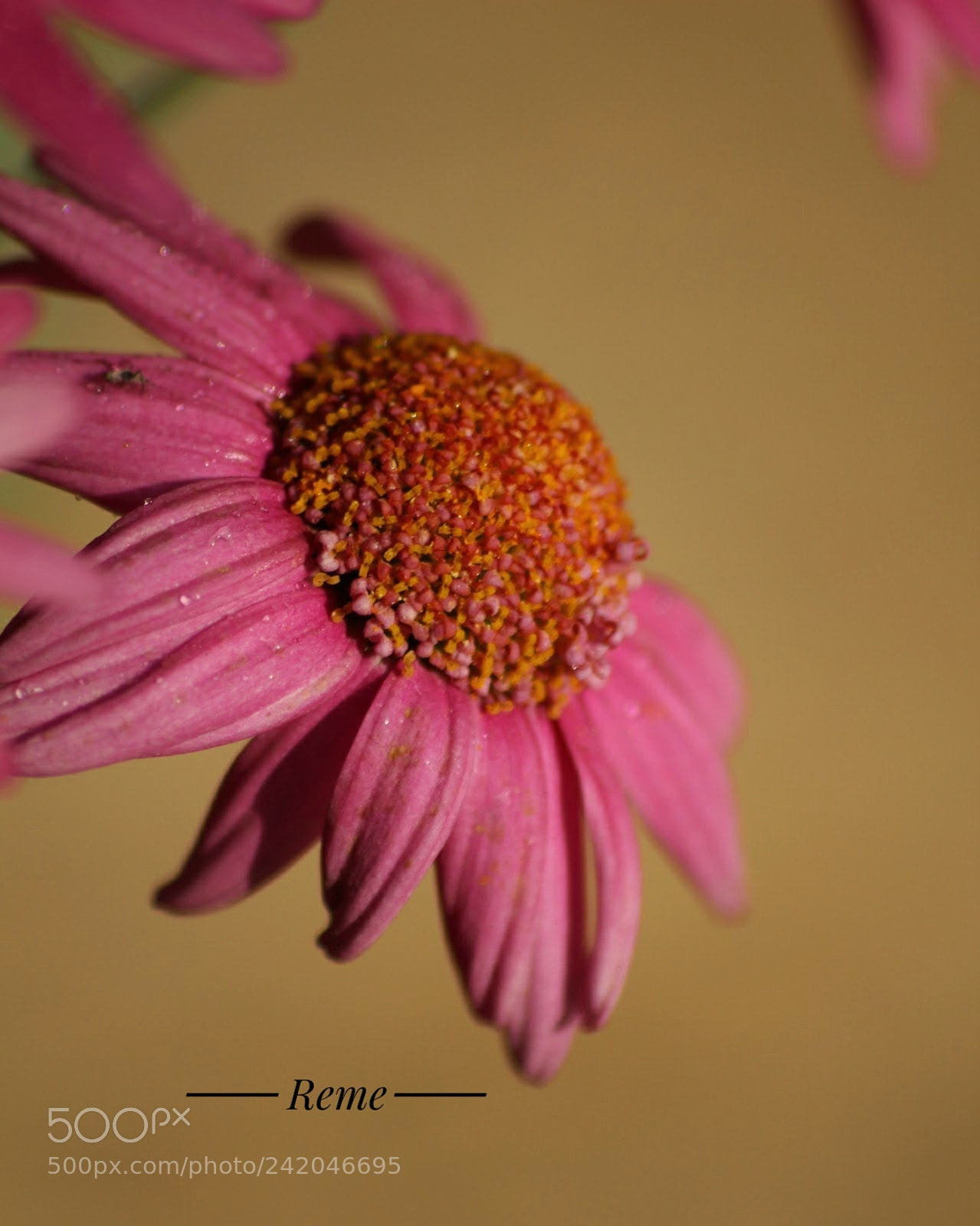 Canon EOS 1300D (EOS Rebel T6 / EOS Kiss X80) sample photo. Flores photography