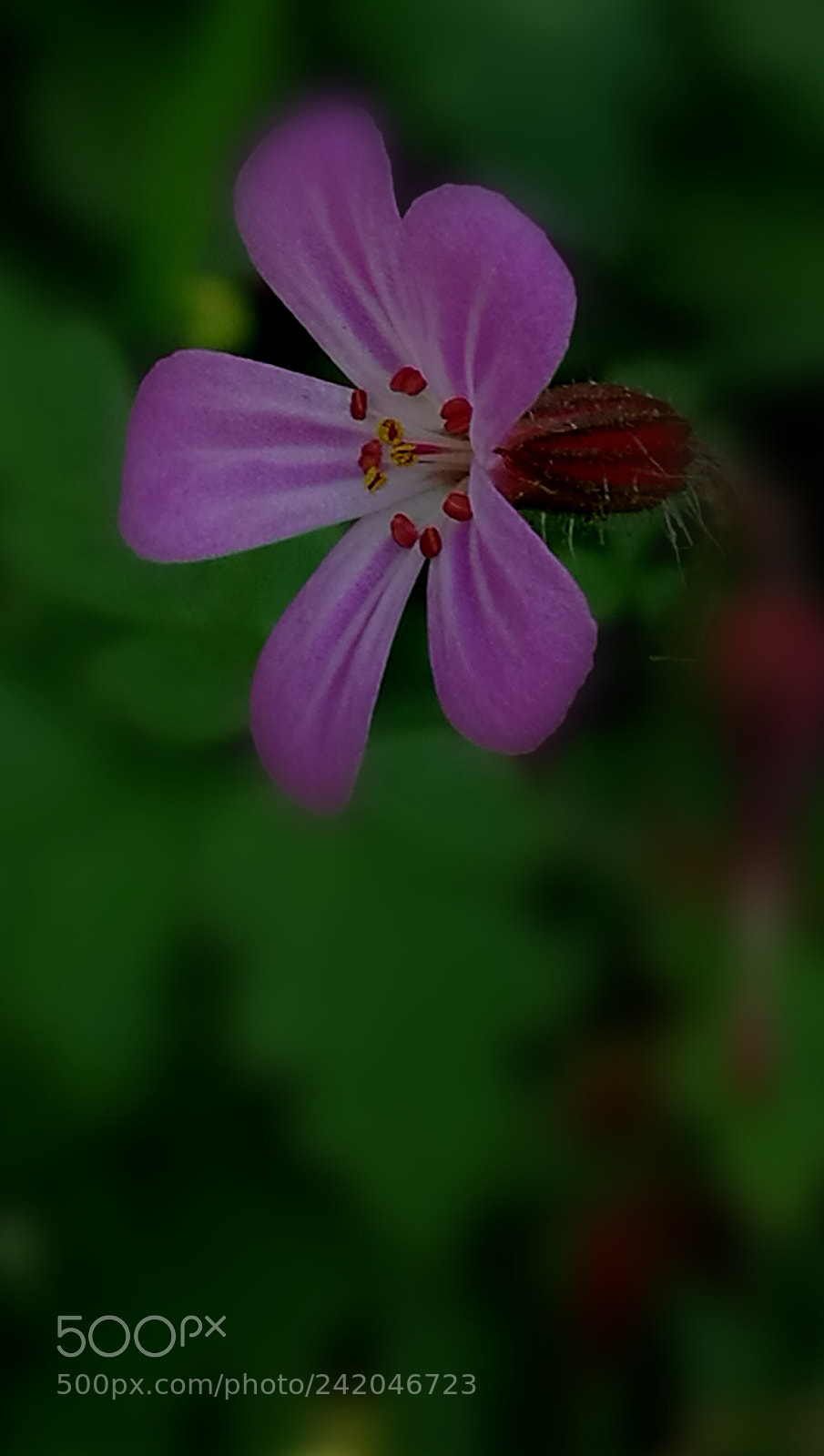 HUAWEI P9 sample photo. Untitled photography