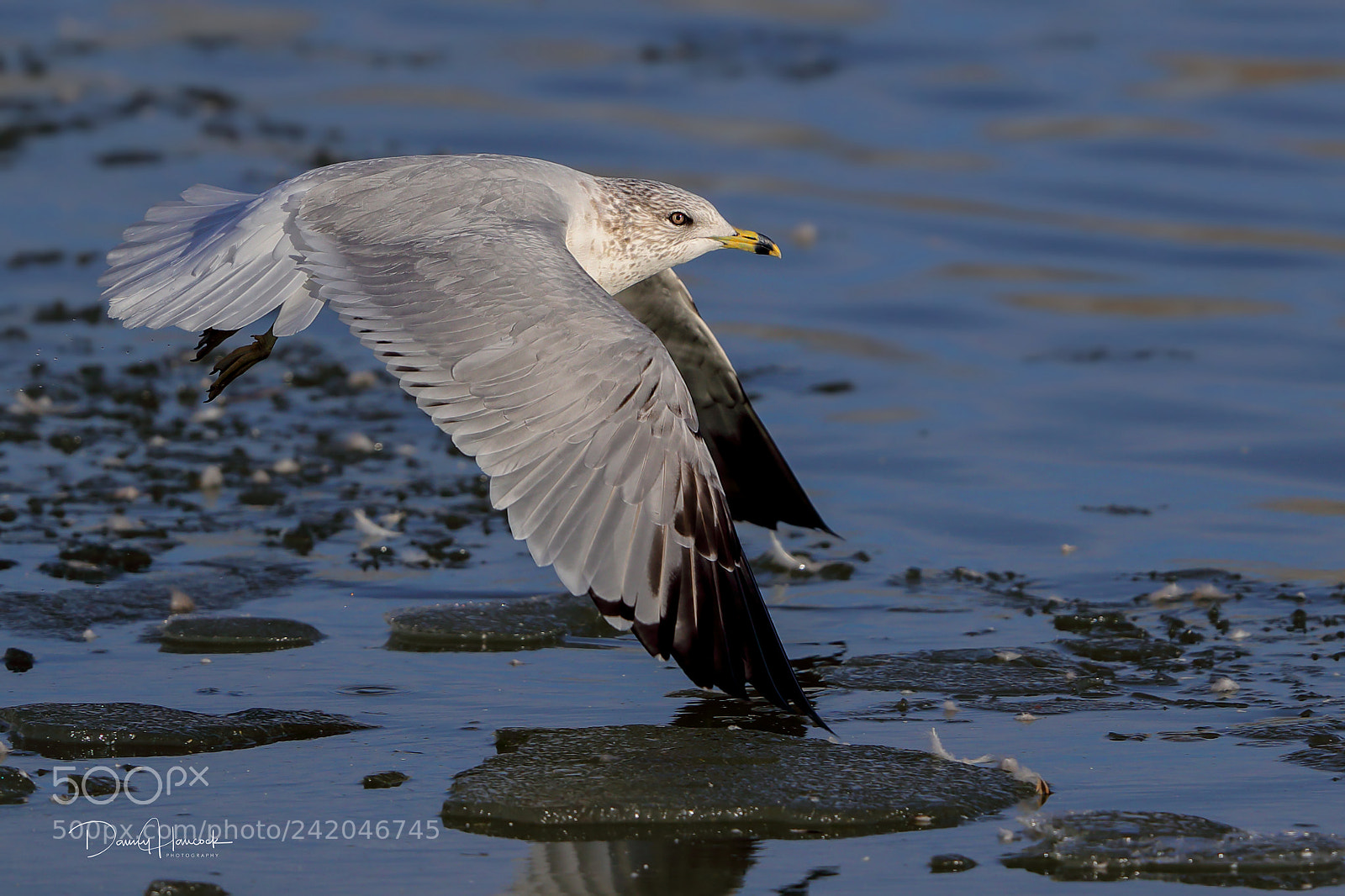 Canon EOS-1D X Mark II sample photo. Ring-billed gull photography
