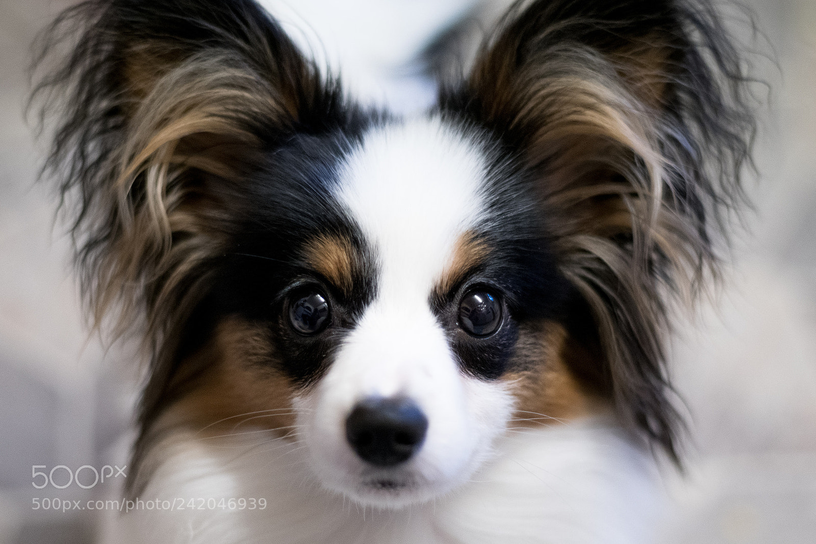 Sony a6300 sample photo. Puppy dog eyes photography