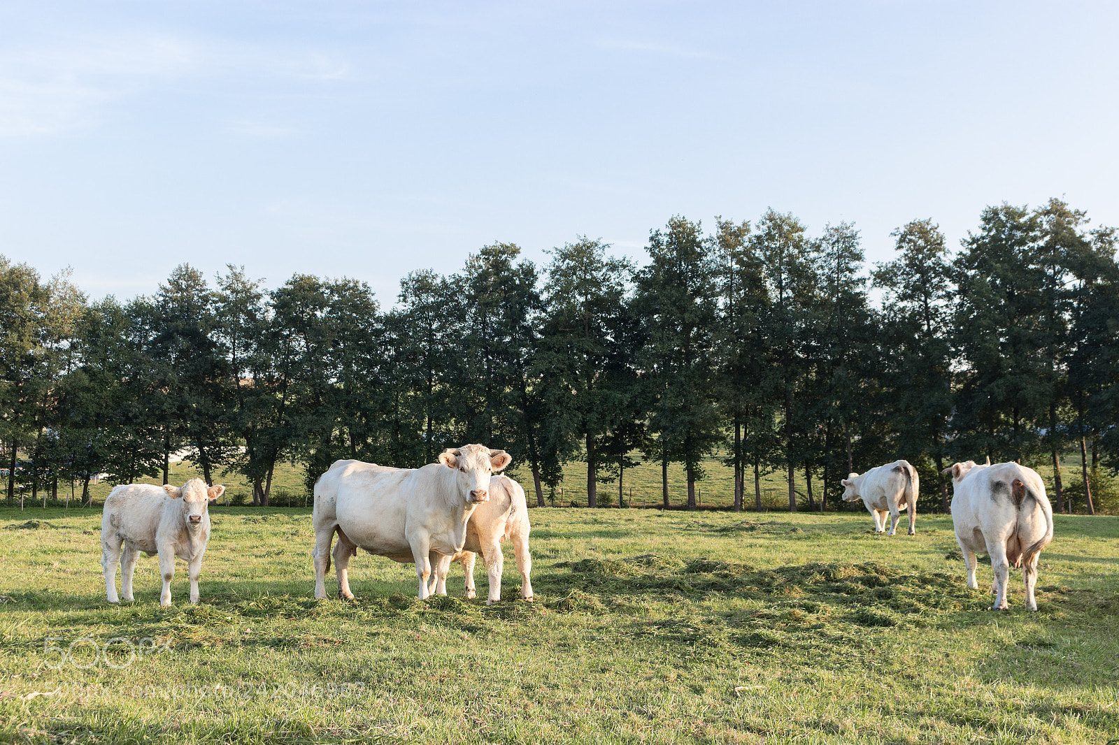 Canon EOS 100D (EOS Rebel SL1 / EOS Kiss X7) sample photo. Campagne du sundgau photography