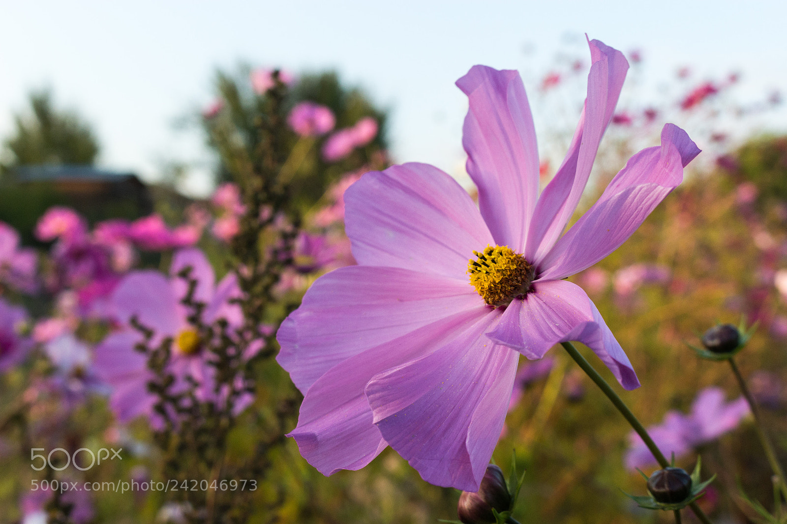 Canon EOS 100D (EOS Rebel SL1 / EOS Kiss X7) sample photo. Fleurs photography
