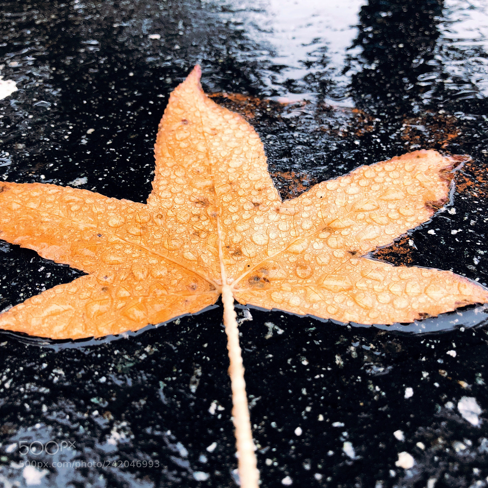 Apple iPhone 8 sample photo. Rainy leaf photography