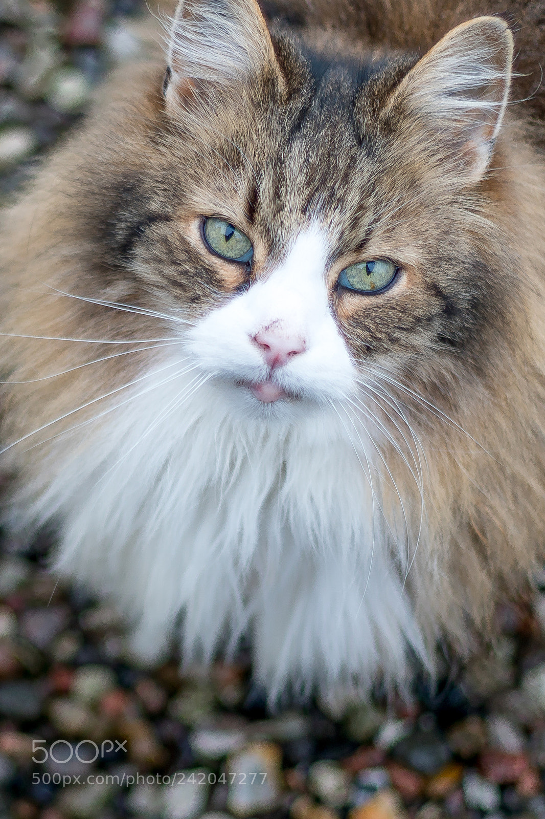 Sony a6300 sample photo. Norwegian forest cat photography