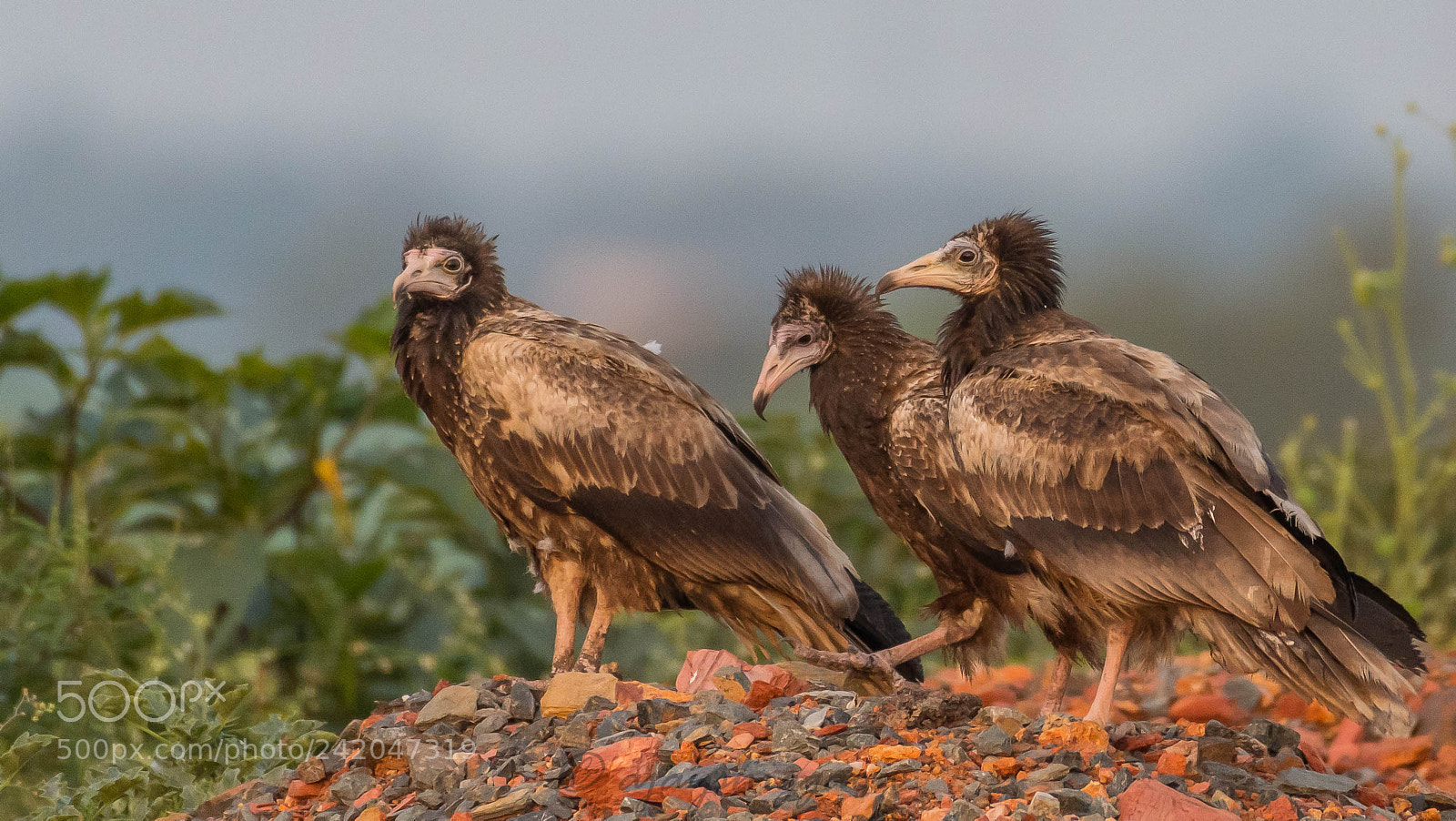 Nikon D500 sample photo. Egyptians vultures, juvenile photography