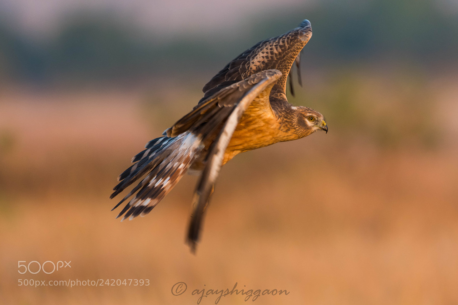 Nikon D500 sample photo. Pallid harrier female photography