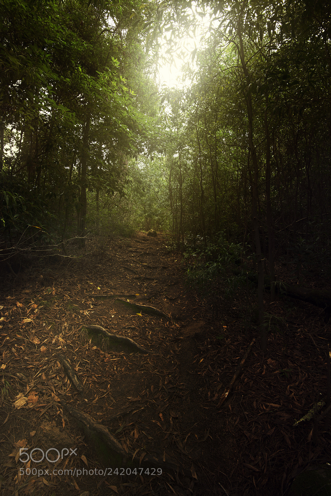 Nikon D800E sample photo. Path to enlightenment photography