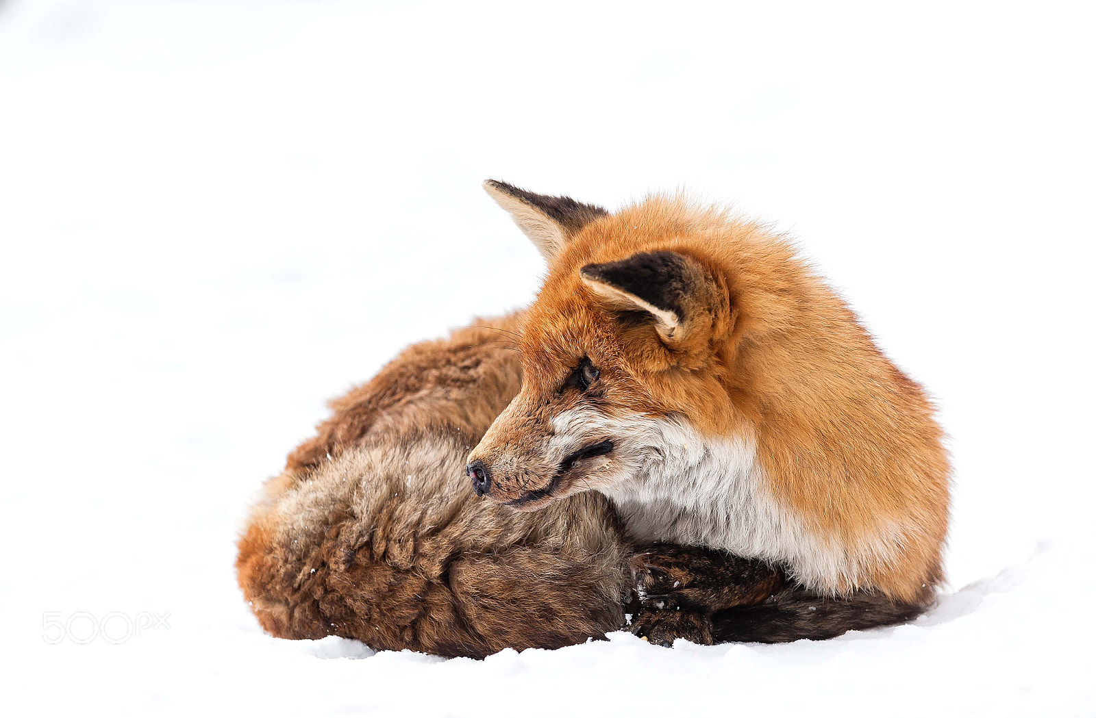 Nikon D3 sample photo. Fox photography