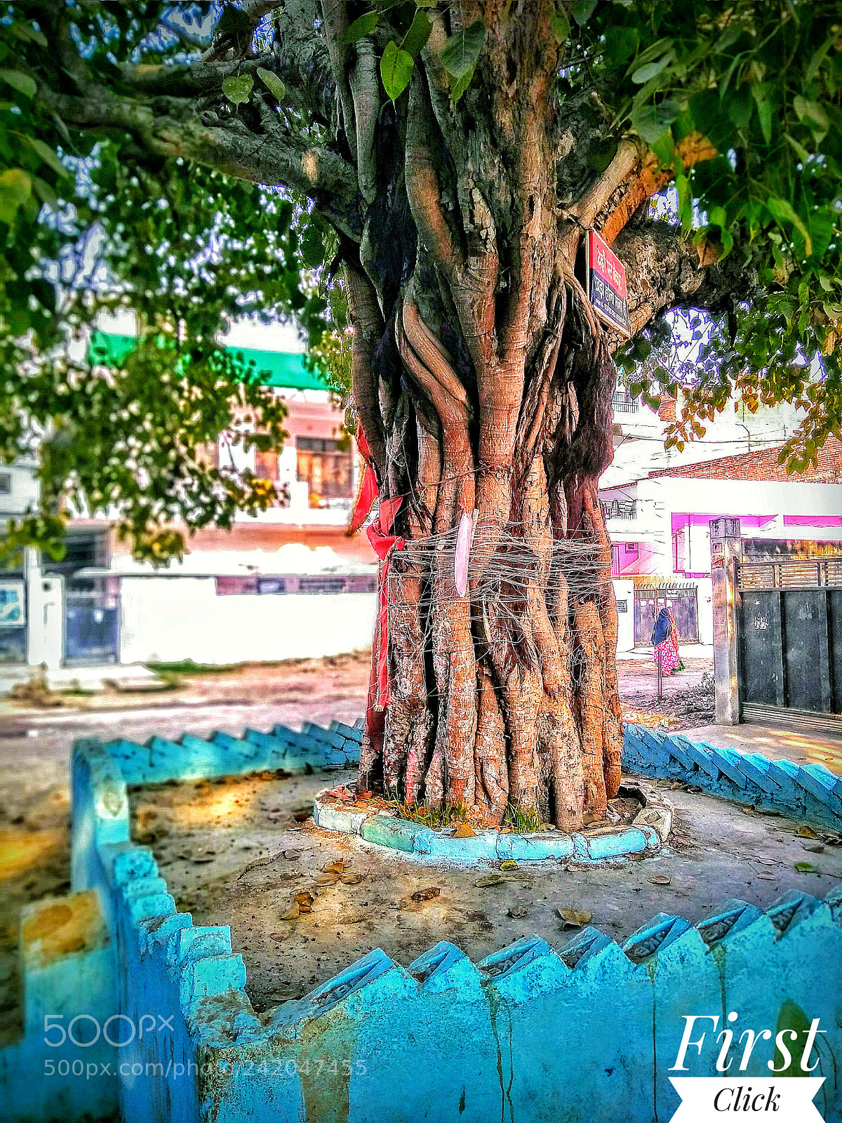 Motorola Moto G (5S) Plus sample photo. Tree photography
