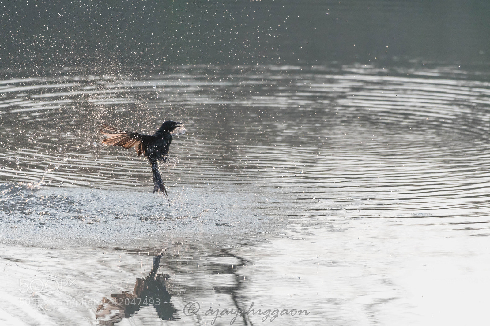 Nikon D500 sample photo. Black drongo photography