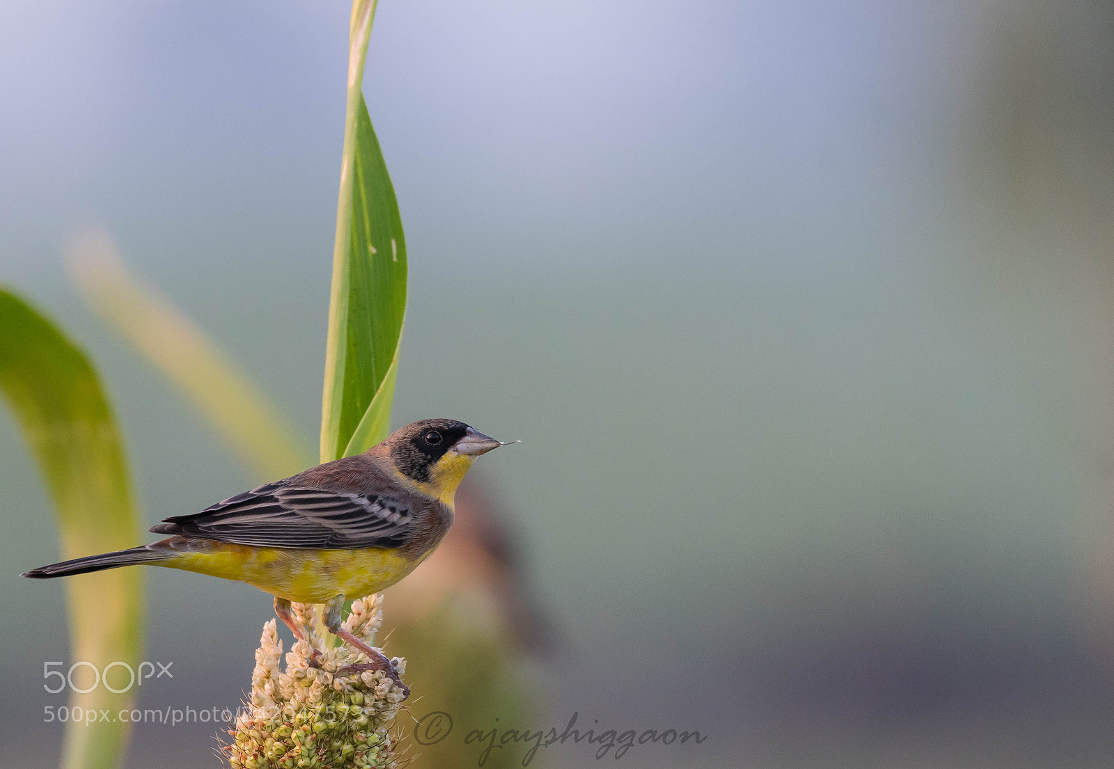 Nikon D500 sample photo. Black headed bunting photography