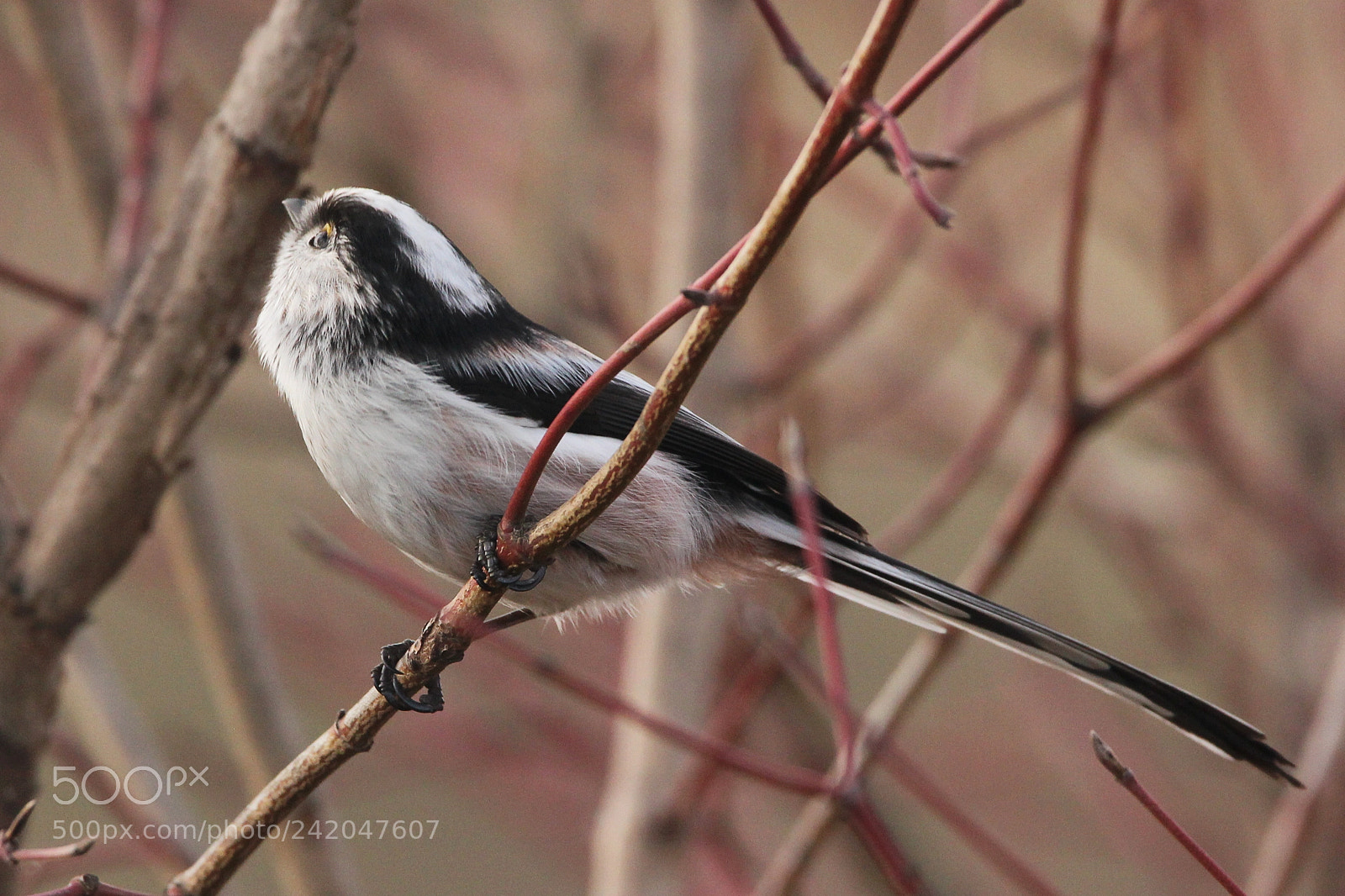 Canon EOS 550D (EOS Rebel T2i / EOS Kiss X4) sample photo. Long-tailed tit photography