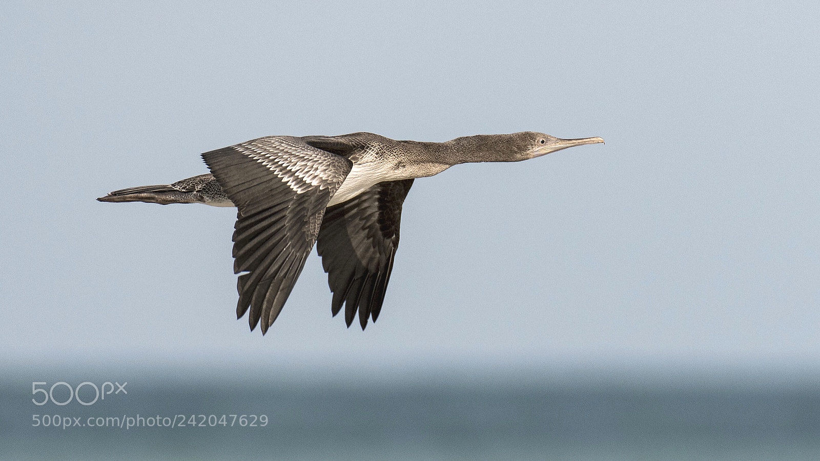 Nikon D500 sample photo. Common shag photography