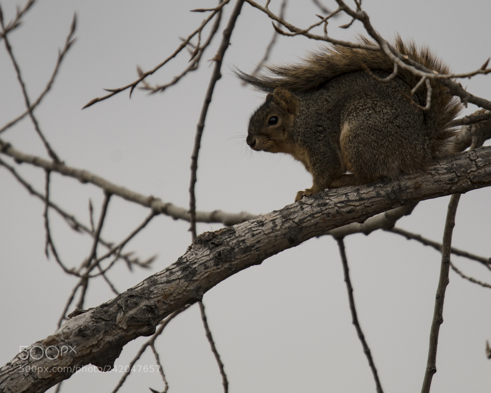 Nikon D500 sample photo. Grey day photography