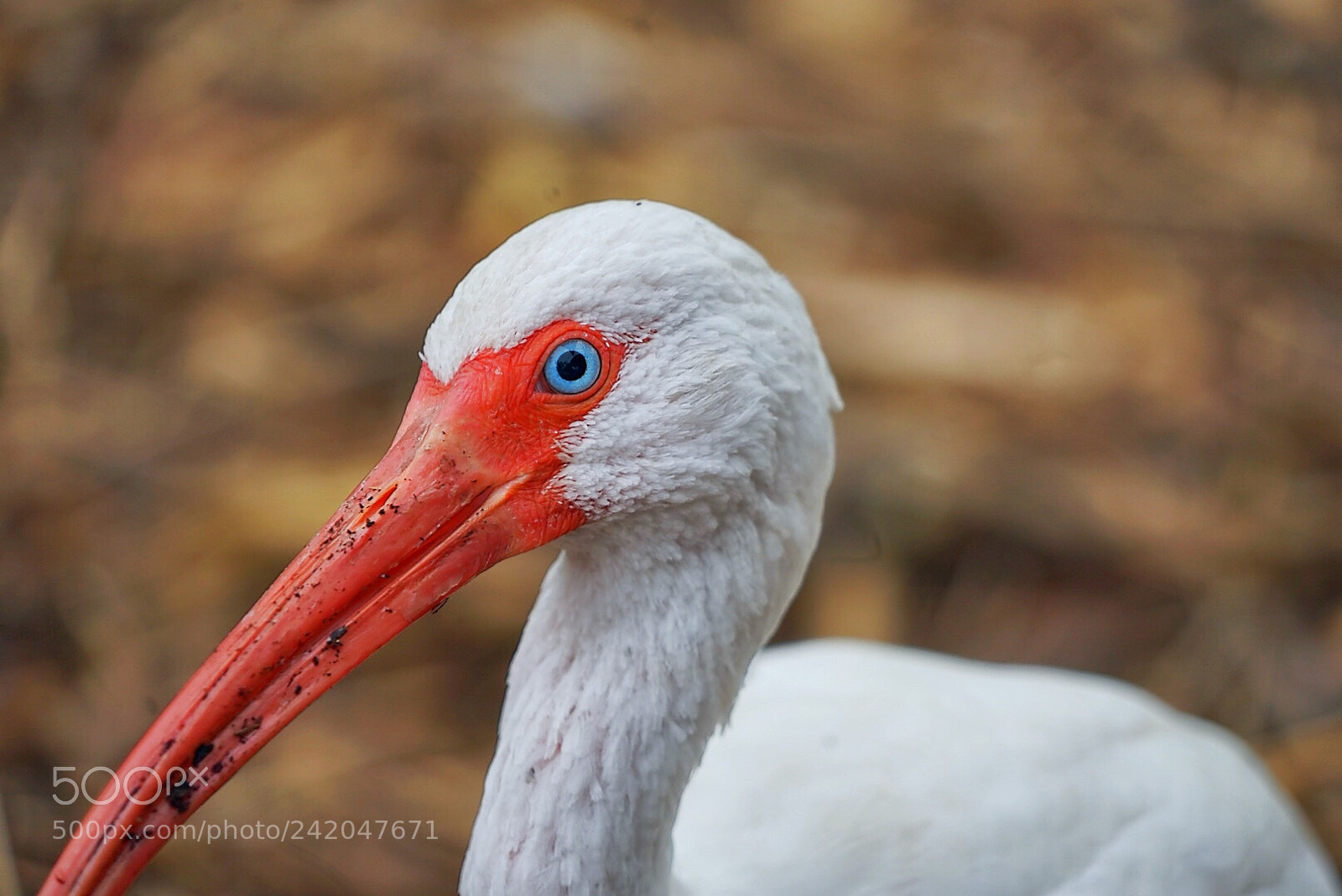 Sony a7 II sample photo. Free bird photography