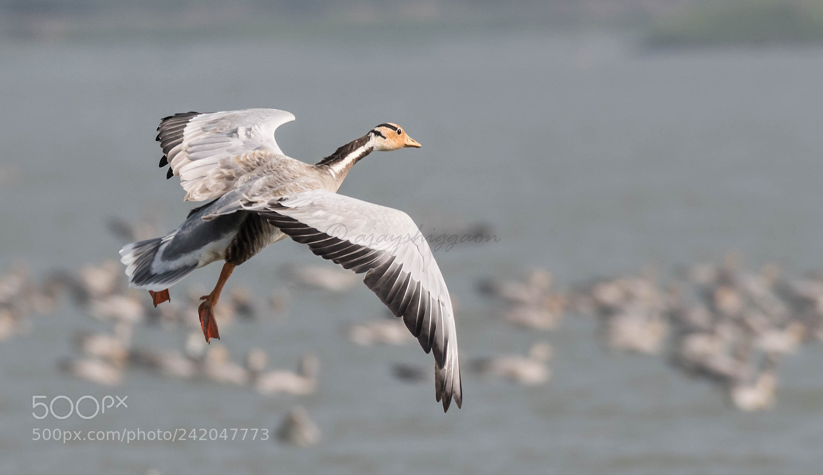 Nikon D500 sample photo. Bar headed geese photography