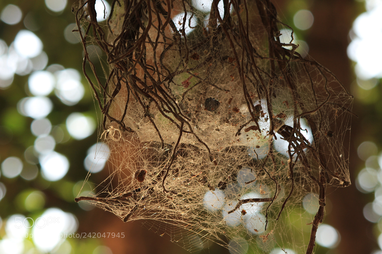 Canon EF-S 55-250mm F4-5.6 IS II sample photo. Life is a web photography